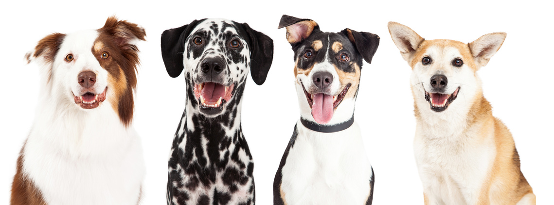 four types of dog breed that may bite a person.